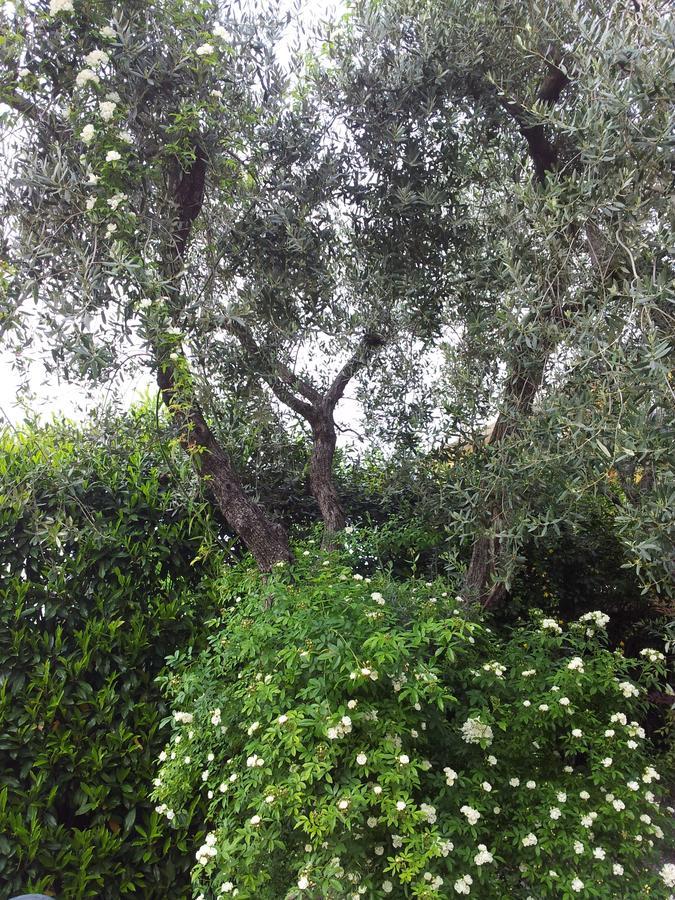 Colombare Di Sirmione Debora Maison B&B المظهر الخارجي الصورة